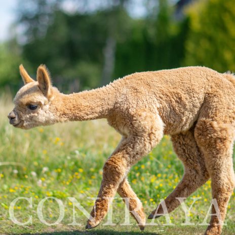 Coniraya Algardi of Van Dijk4