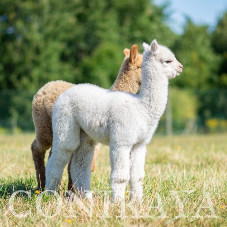 Coniraya Pernes de Calvados3