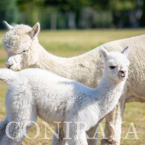 Coniraya Pernes de Calvados4