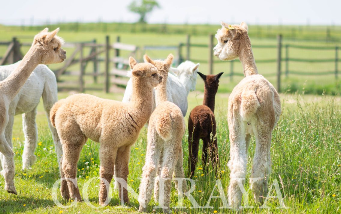 main image: Co daje życie w towarzystwie alpak?