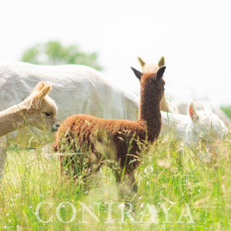 2025 08 11 Co daje życie w towarzystwie alpak2
