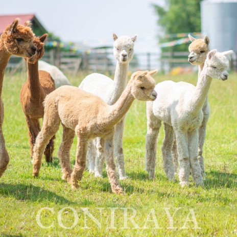 2025 08 11 Co daje życie w towarzystwie alpak3