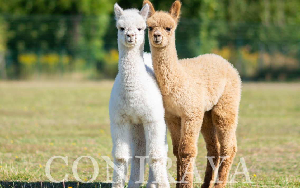 main image: Zarezerwuj wizytę w Coniraya jeszcze łatwiej – przez Booksy!