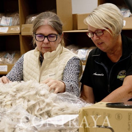 coniraya Judge Training i egzamin2