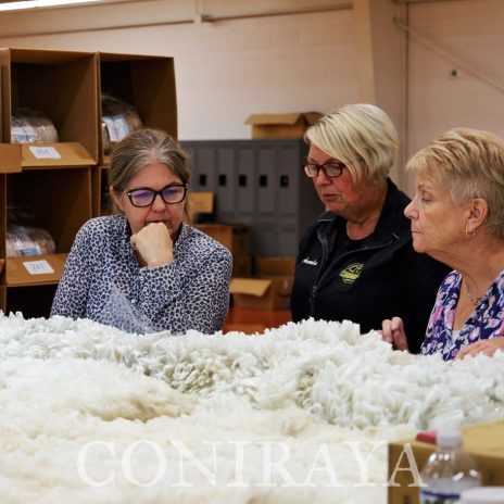 coniraya Judge Training i egzamin3