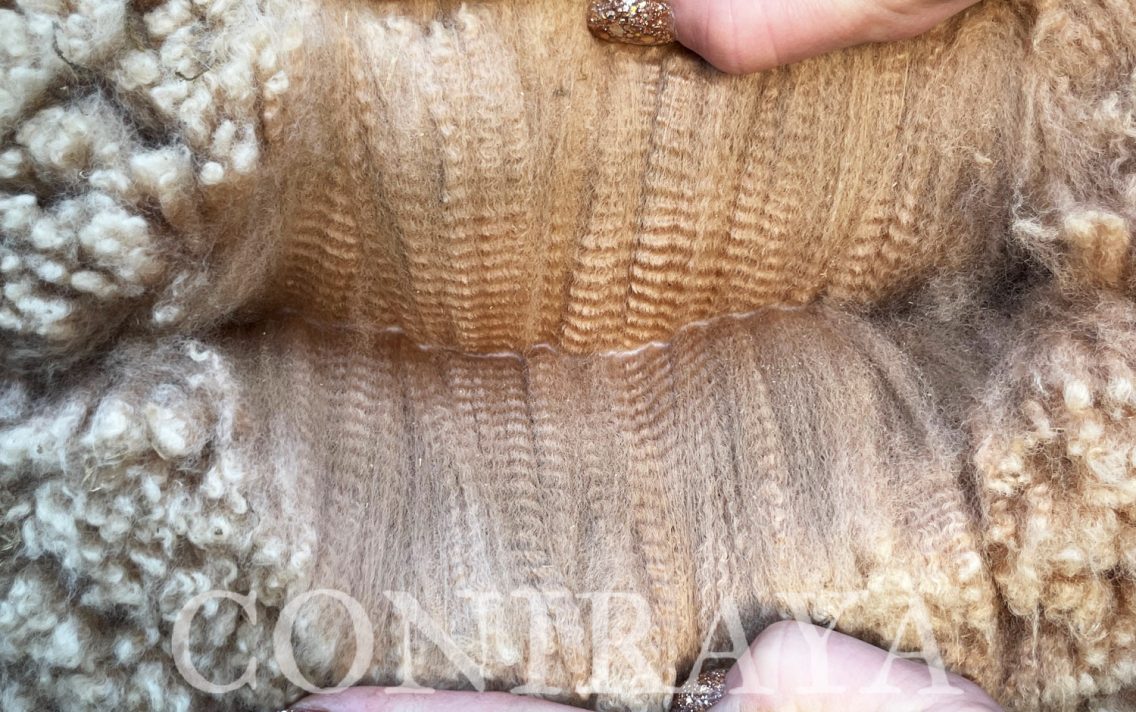 main image: Van Dijk i Internationale Vliesshow 2025