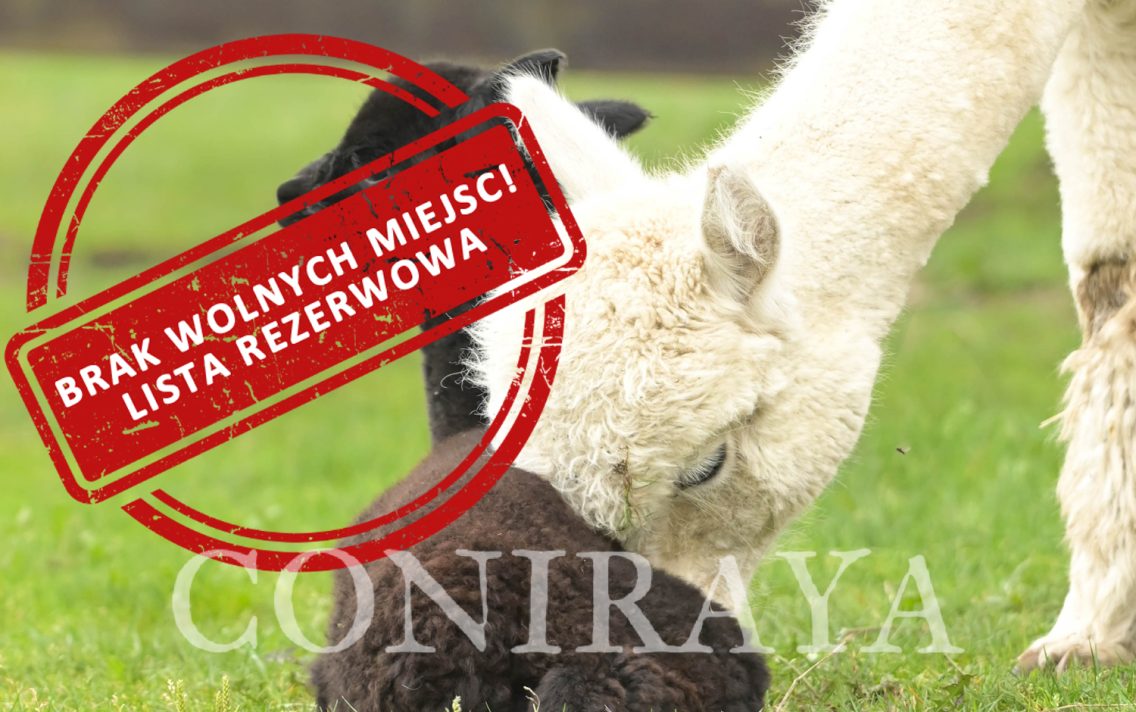 main image: Genetyka kolorów – seminarium dla hodowców alpak 29-30.11.2025r