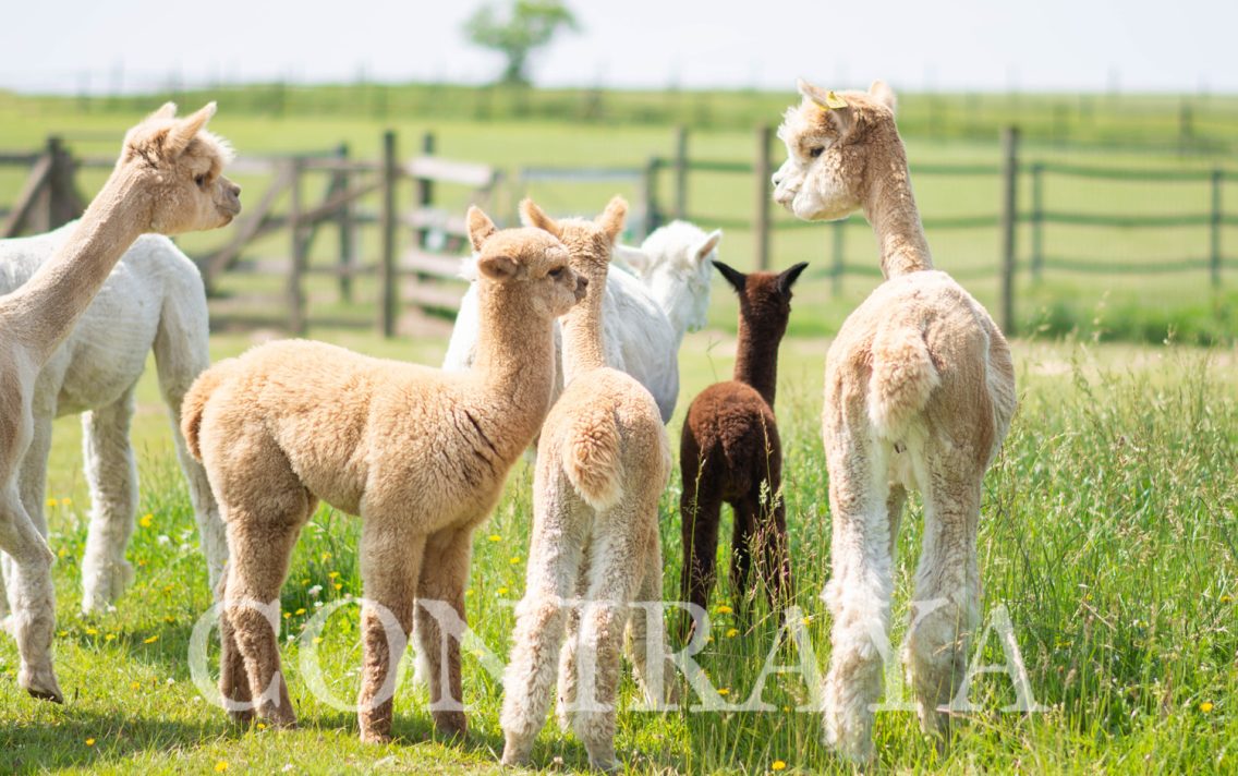 main image: Wycieczki edukacyjne do Coniraya – atrakcje dla dzieci i firm pod Krakowem