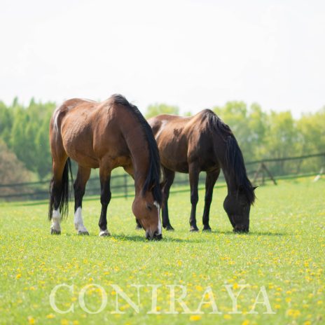 2025 11 05 coniraya Wycieczki edukacyjne do Coniraya3