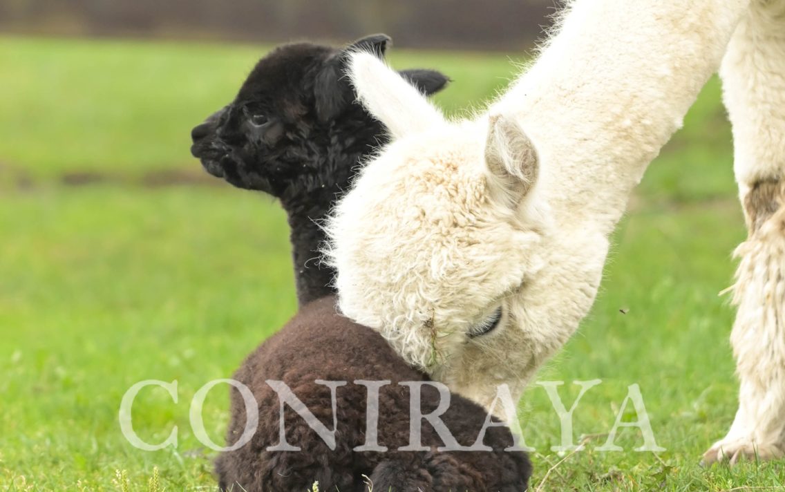 main image: Genetyka kolorów alpak – podstawy dla hodowców