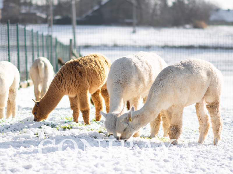 main image: Opieka nad alpakami zimą – jak o nie zadbać w czasie mrozów?